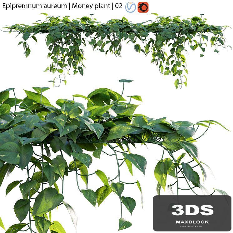 Epipremnum aureum - Money plant - 02