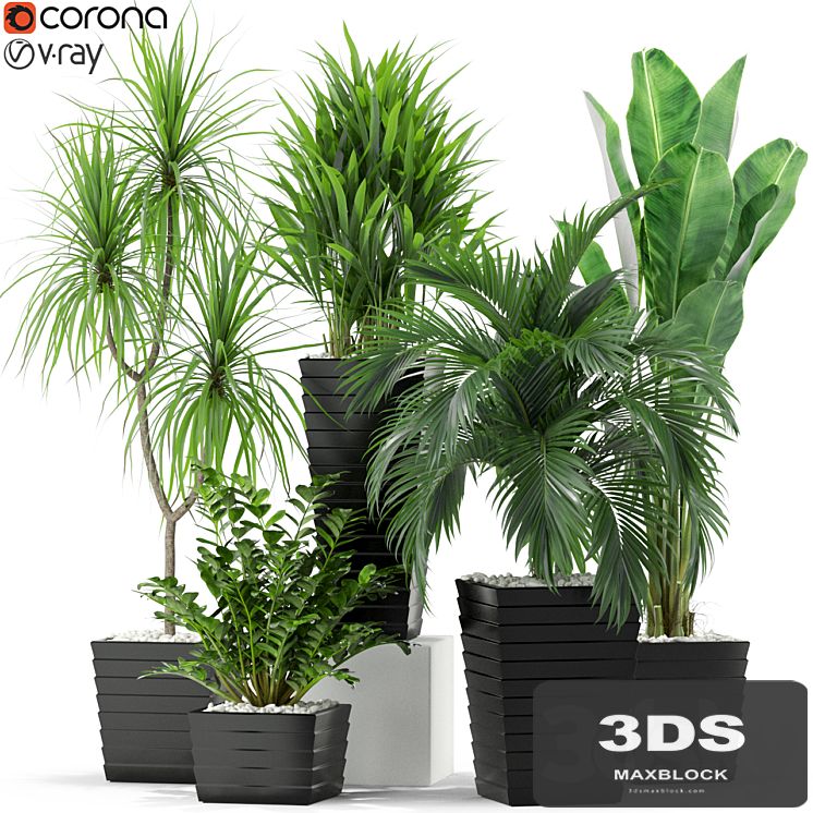 Plants collection 371