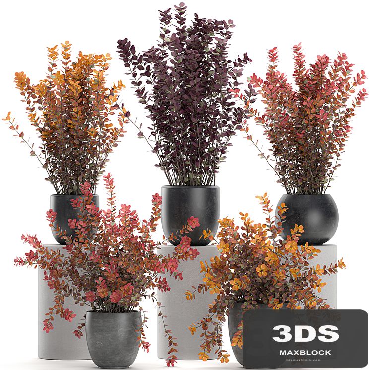 Collection of plants for garden and landscape design in outdoor pots with Barberry bush, autumn, dried flower. Set 698.
