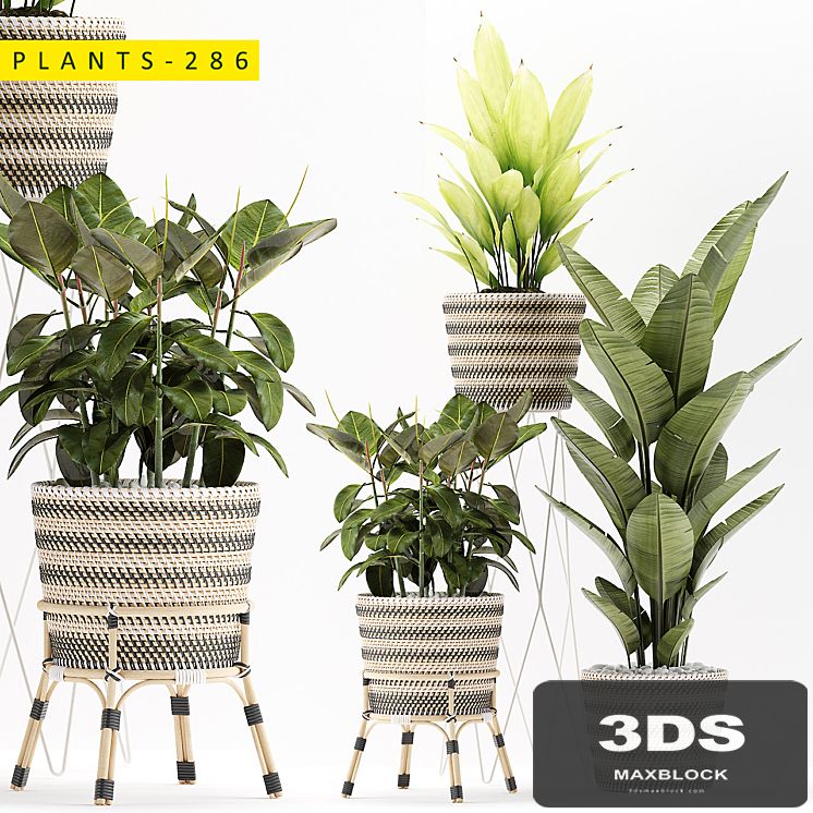 plants 286