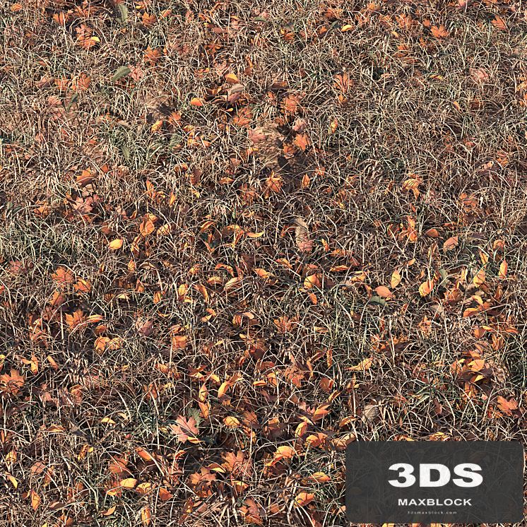 Autumn grass