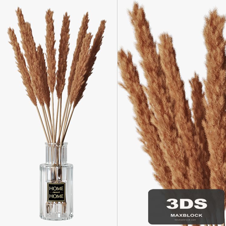 Pampas grass 05