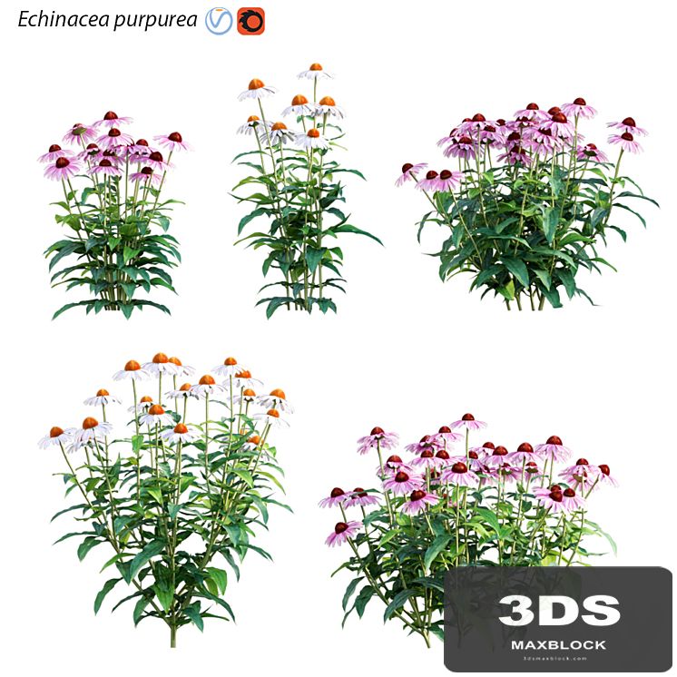 Echinacea purpurea - Coneflower
