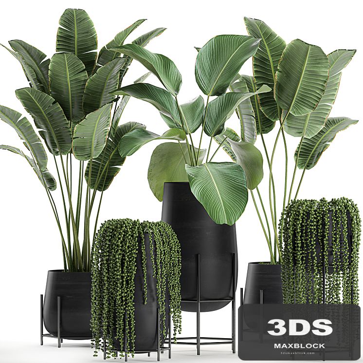 A collection of hanging plants in black pots on legs with Banana palm, Calathea lutea, Strelitzia, Krestovnik, succulents. Set 700.