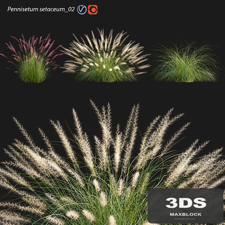 Pennisetum setaceum_02