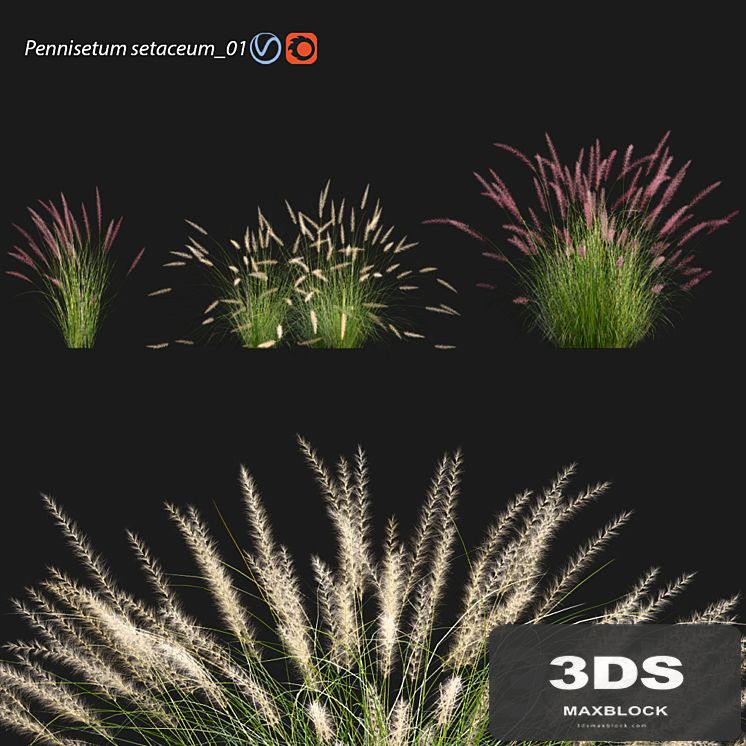 Pennisetum setaceum_01