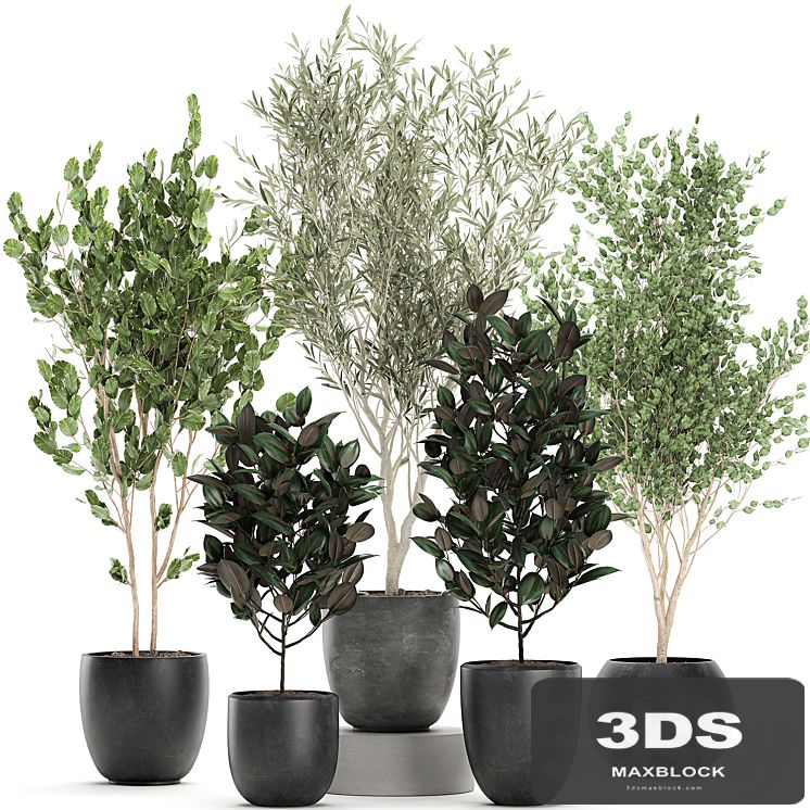 Collection of beautiful small trees in black pots with Olive tree, ficus abidjan. Set 695.