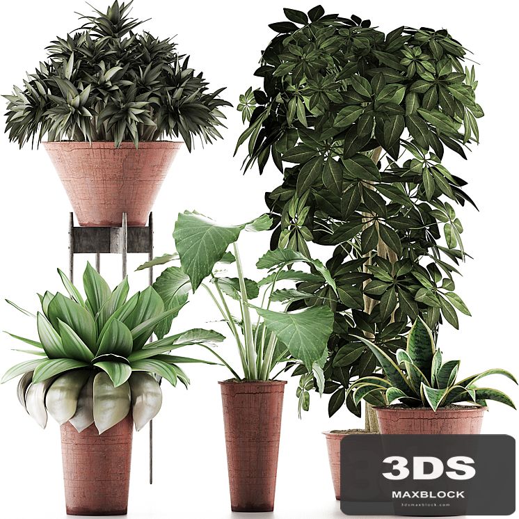 Plants Collection 35