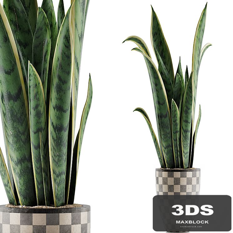 Plants Collection 44