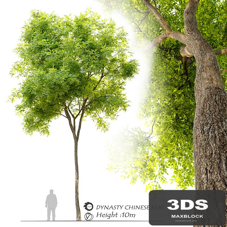Ulmus parvifolia dynasty (Dynasty chinese elm)