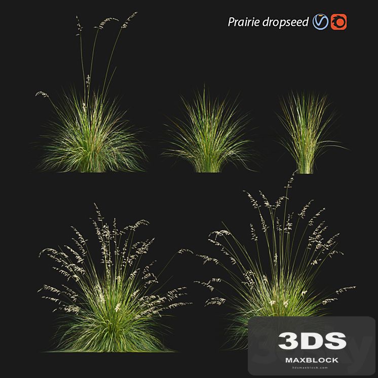 Prairie dropseed | Sporobolus heterolepis