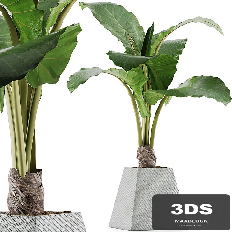Plants Collection 48