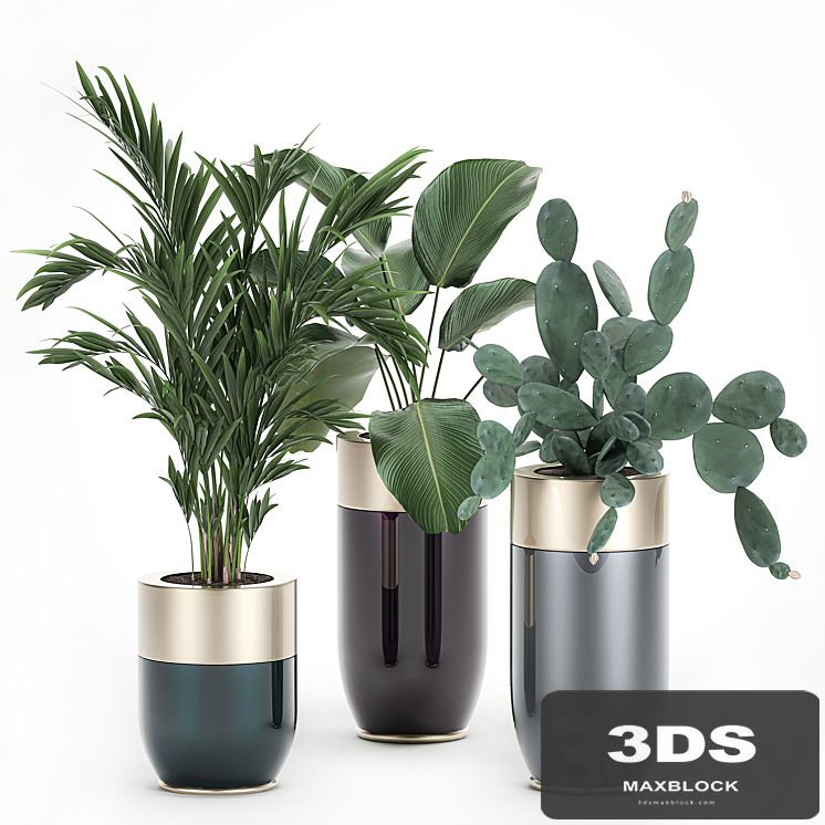 Collection of plants in beautiful Godwin Longhi pots with Palm, Cactus, Calathea lutea, Hovea, Prickly pear . Set 704.
