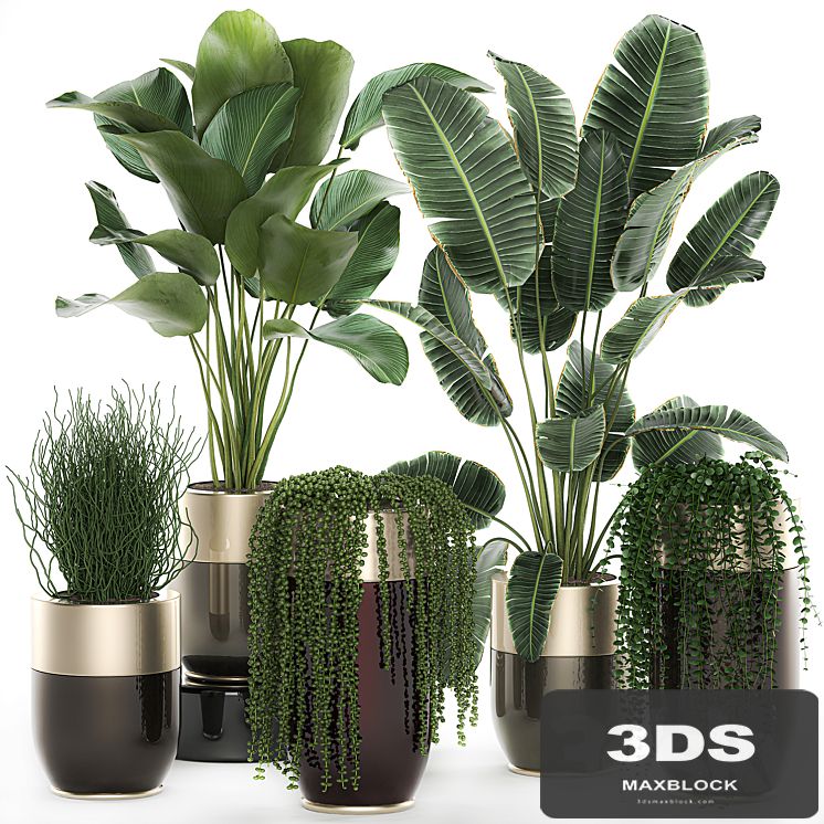 Collection of plants in gold pots Godwin Longhi with hanging, Banana, calathea, Krestovnik, Strelitzia. Set 706.