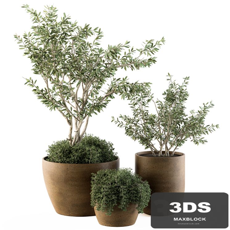 Outdoor Plants Olive - Set 79
