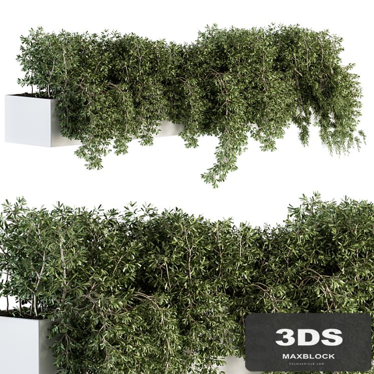 ivy plants in box - Outdoor Set 80