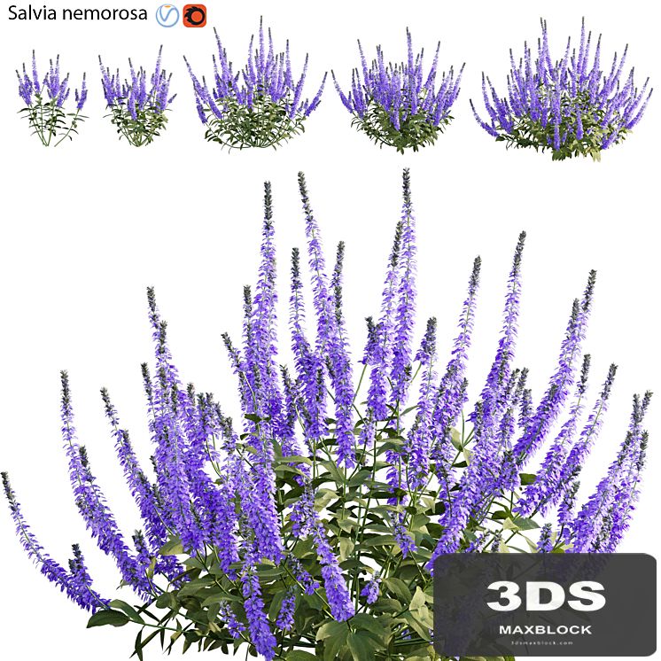 Salvia nemorosa