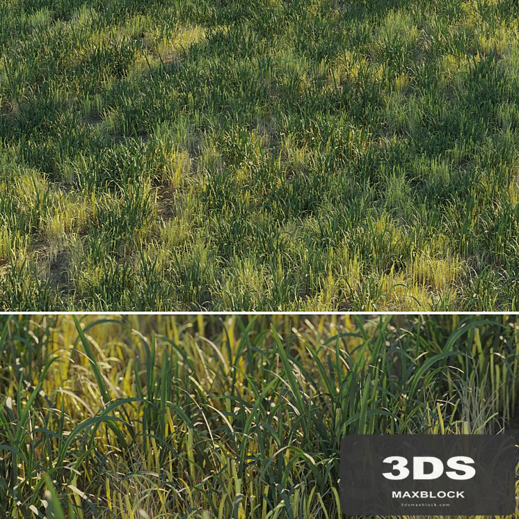 Uncut forest grass collection 03