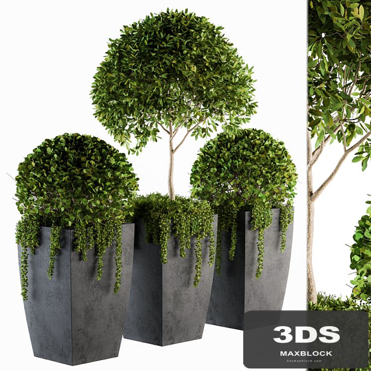 Outdoor Plants Round Topiary Tree - Set 75