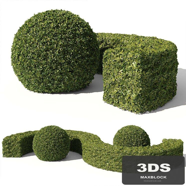 Buxus Sempervirens 01