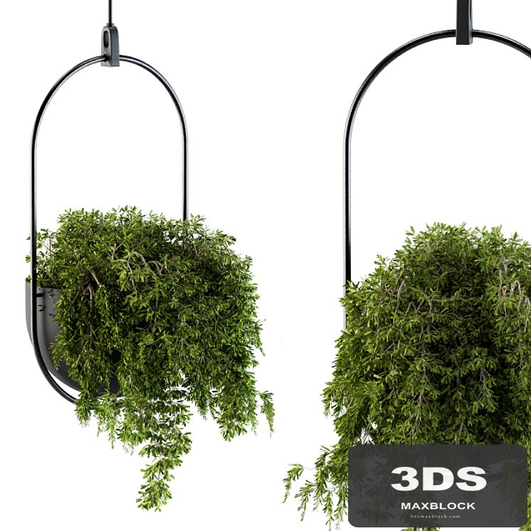 Hanging box plant - Set 83