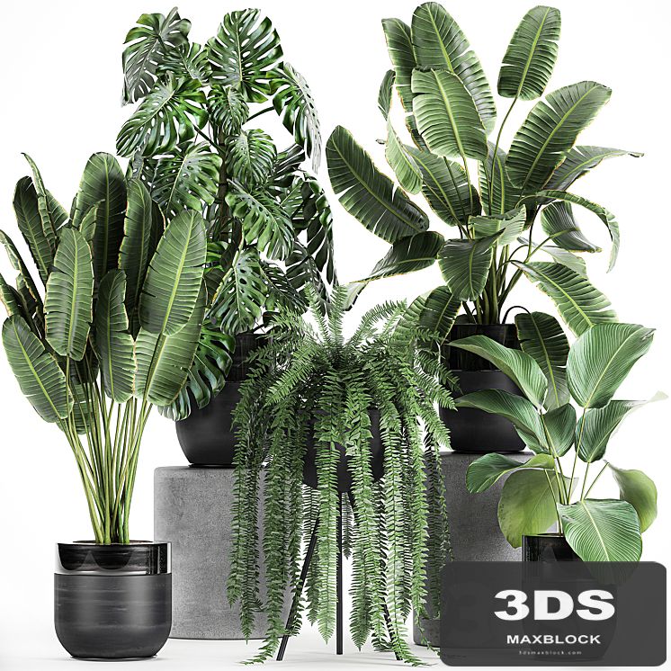 Collection of plants in black pots with Monstera, banana palm, strelitzia, fern, calathea lutea, luxury decor. Set 710.