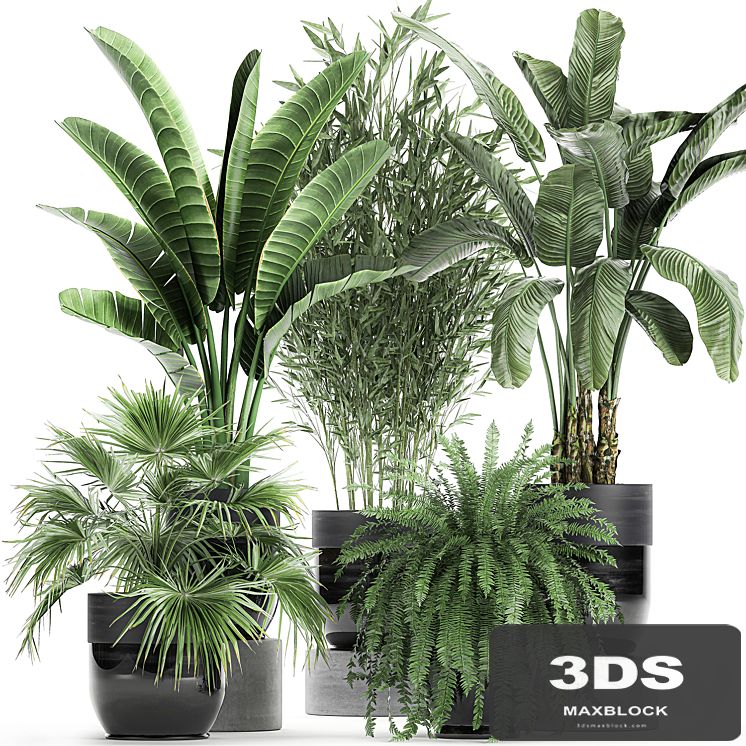Collection of plants in black pots with Bamboo, Banana, fan palm, fern, strelitzia. Set 711