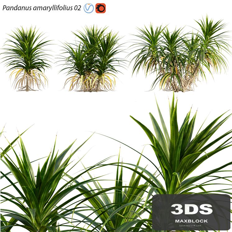 Pandanus amaryllifolius | Pandan leaves | Edible pandan 02