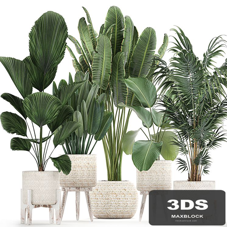 Collection of interior plants in white rattan baskets, flowerpot, banana palm, Howea, Likuala, kalatea lutea. Set 713.