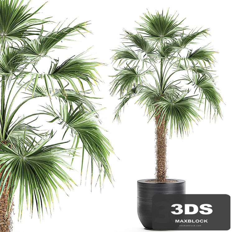A beautiful little lush indoor fan palm in a black flower pot. Set 714.