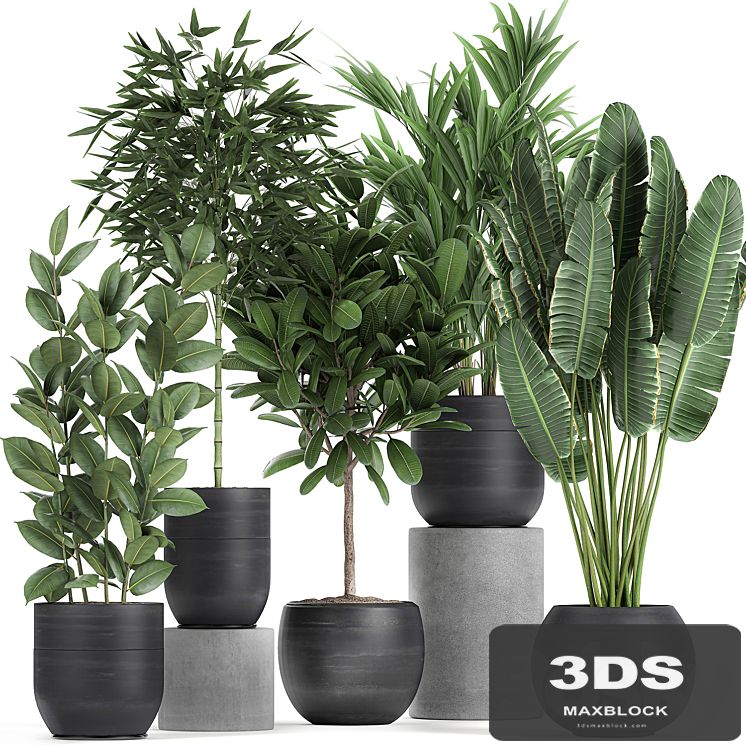 Collection of exotic plants in black pots with Bamboo bush, ficus, palm, banana, Plumeria. Set 715.