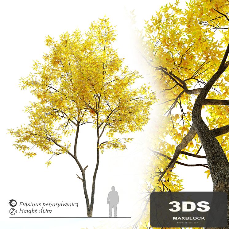 Autumn ash (Fraxinus pennsylvanica)