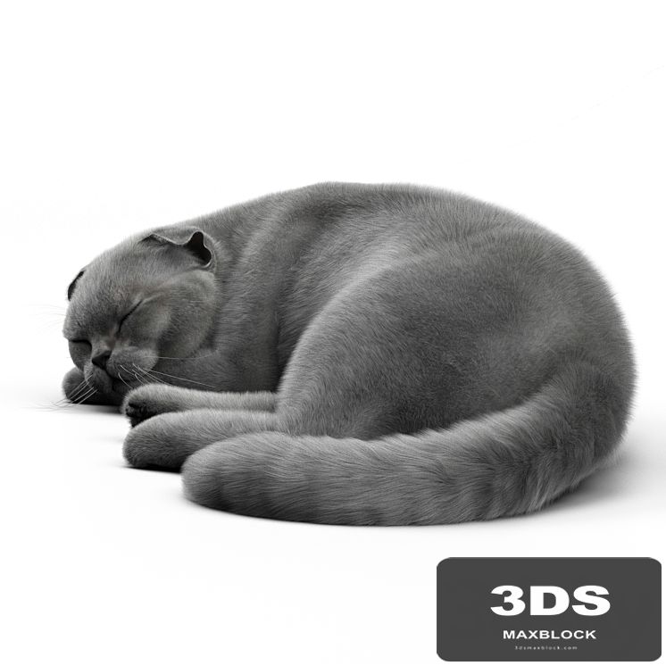 CAT 6 Corona