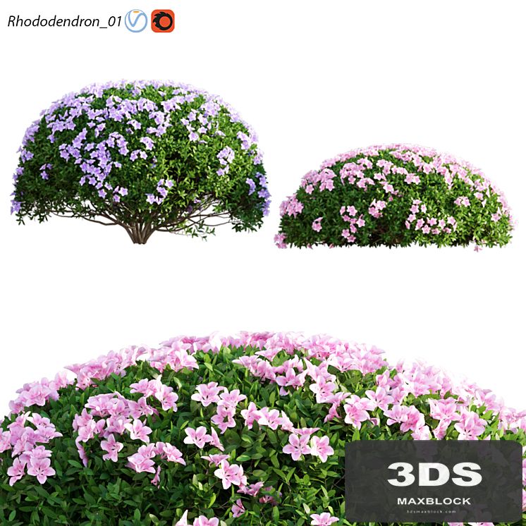Rhododendron_01
