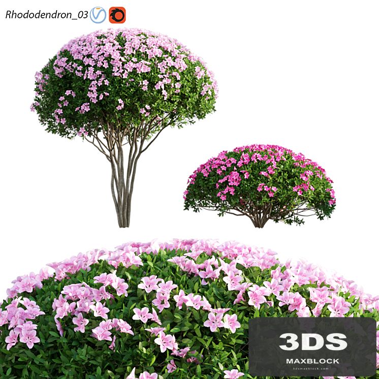 Rhododendron 03