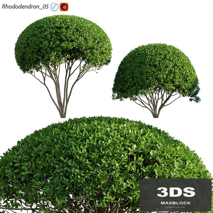 Rhododendron 05