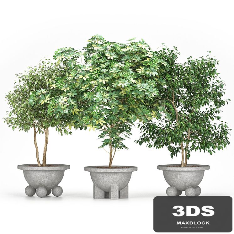 Schefflera + Ficus Benjamina (Schefflera + Ficus Benjamina)