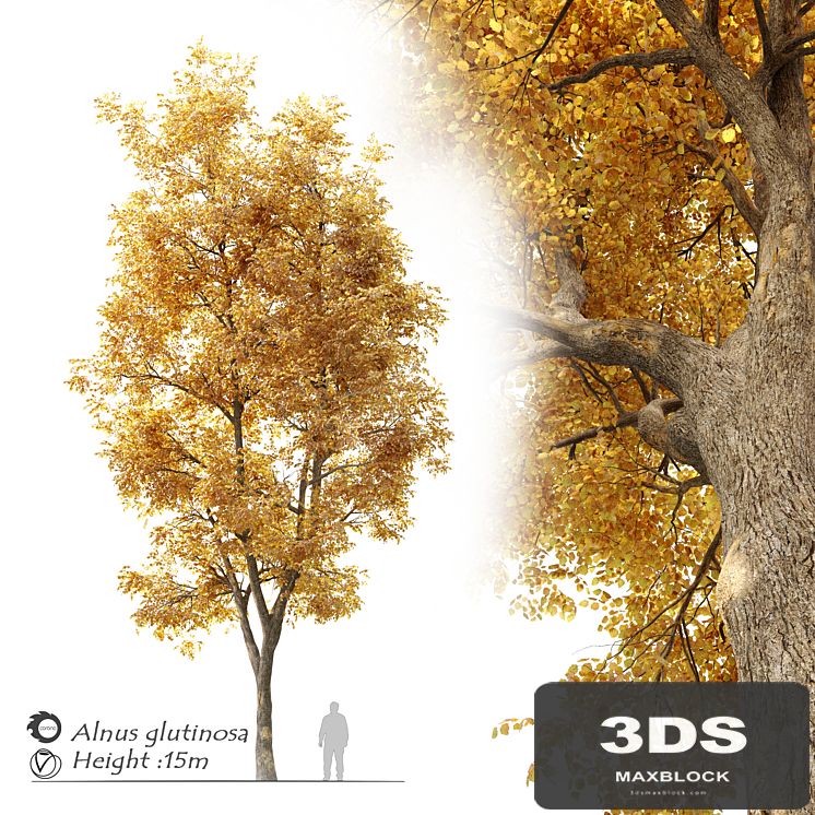 Alnus glutinosa (black alder)