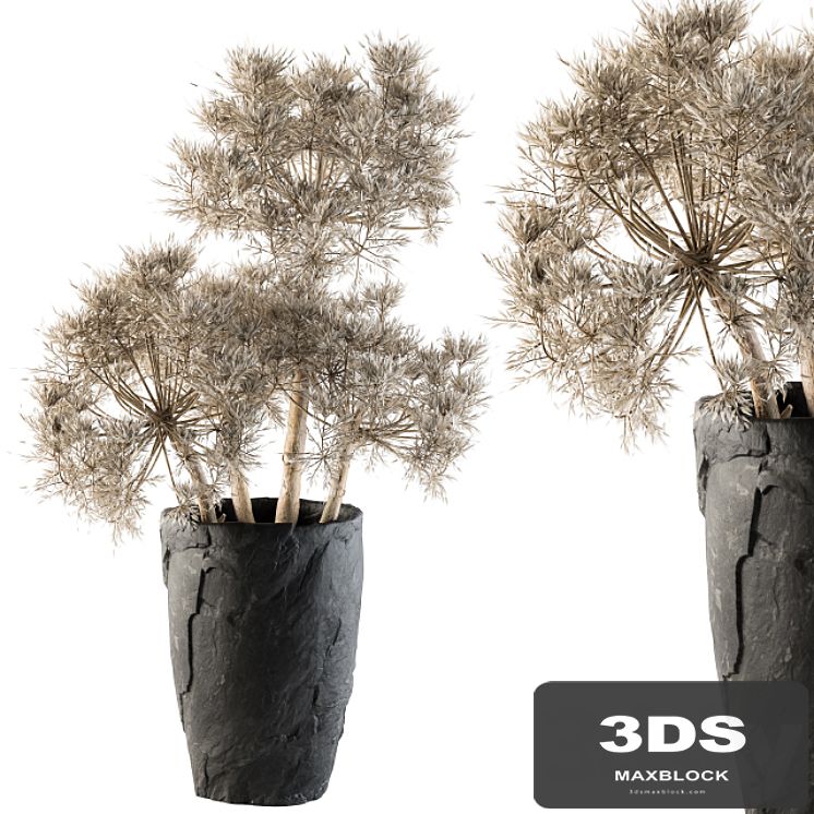 Dry plants 32 - Dried Plant
