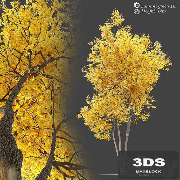 Autumn summit green ash (Fraxinus pennsylvanica Summit)