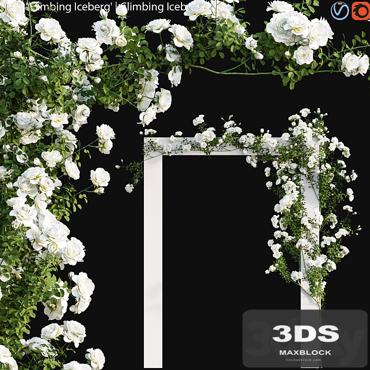 Climbing Iceberg Rose 01