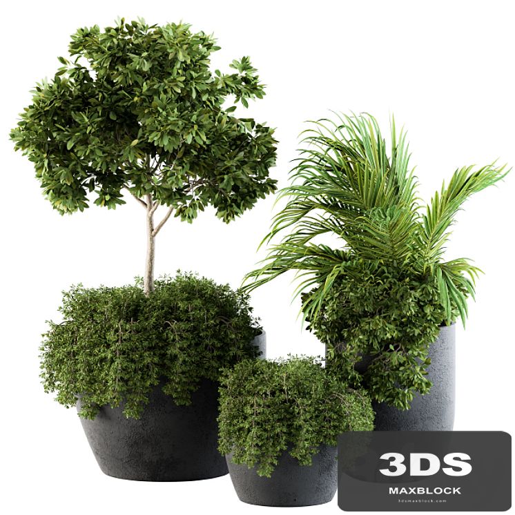 Outdoor Plants Broadleaf - Set 81