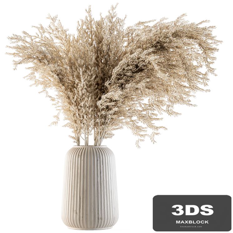 Dry plants 36 - Dried Plant Pampas