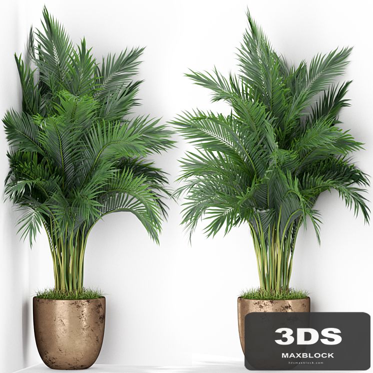 Plants collection 386
