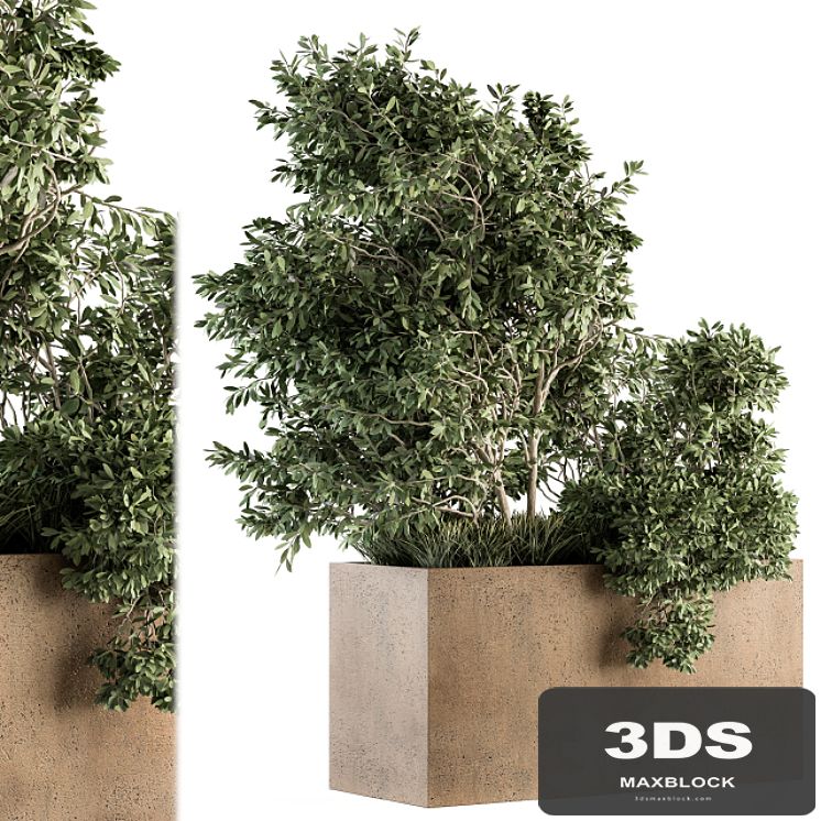 Outdoor Plants Olive - Set 82