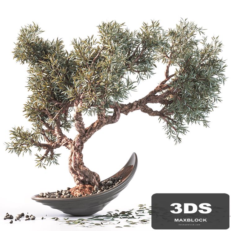 Household olive plant