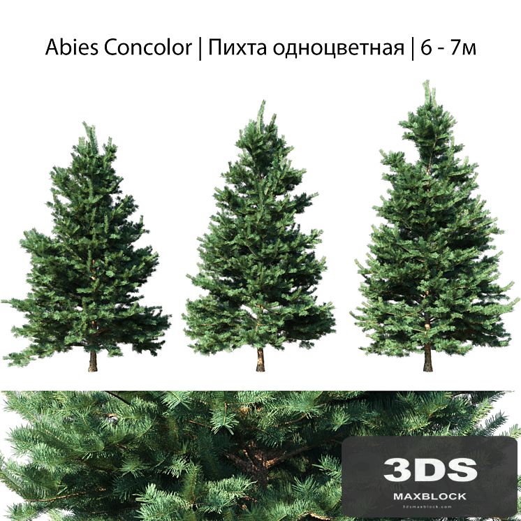 Abies Concolor 6 - 7m