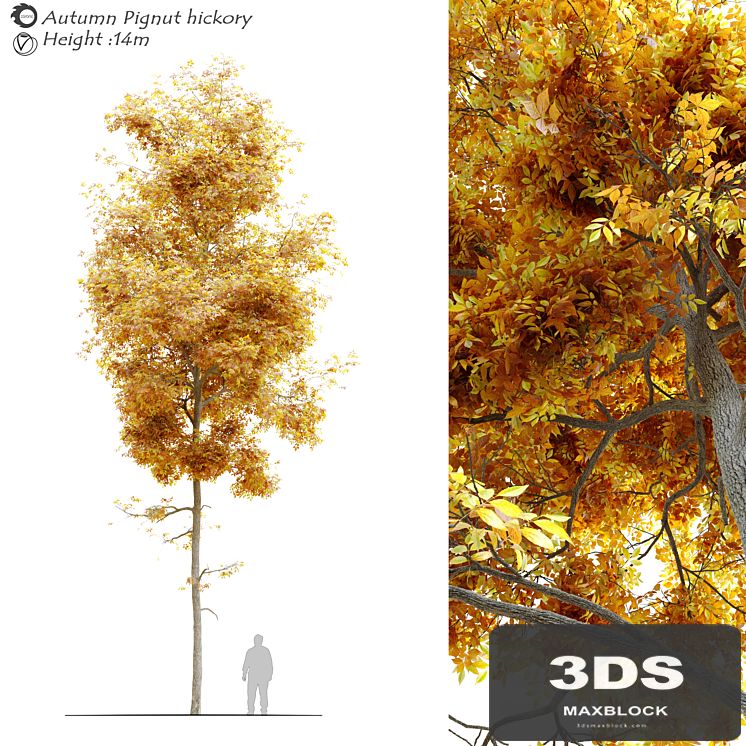 Autumn carya glabra (pignut hickory)