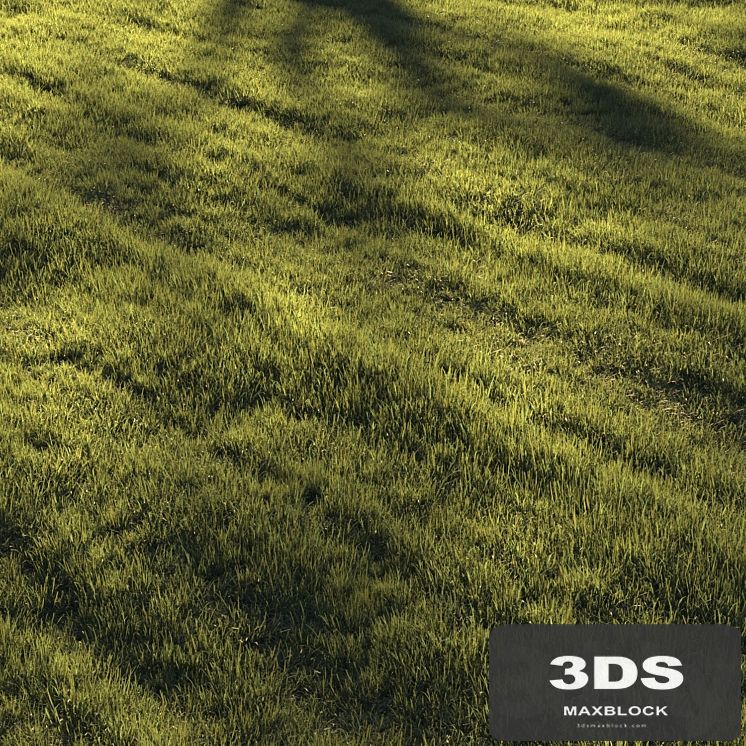 Grass | lawn