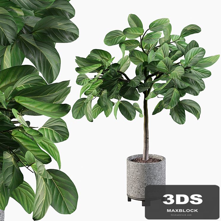 Plants collection 074 - ficus benghalensis